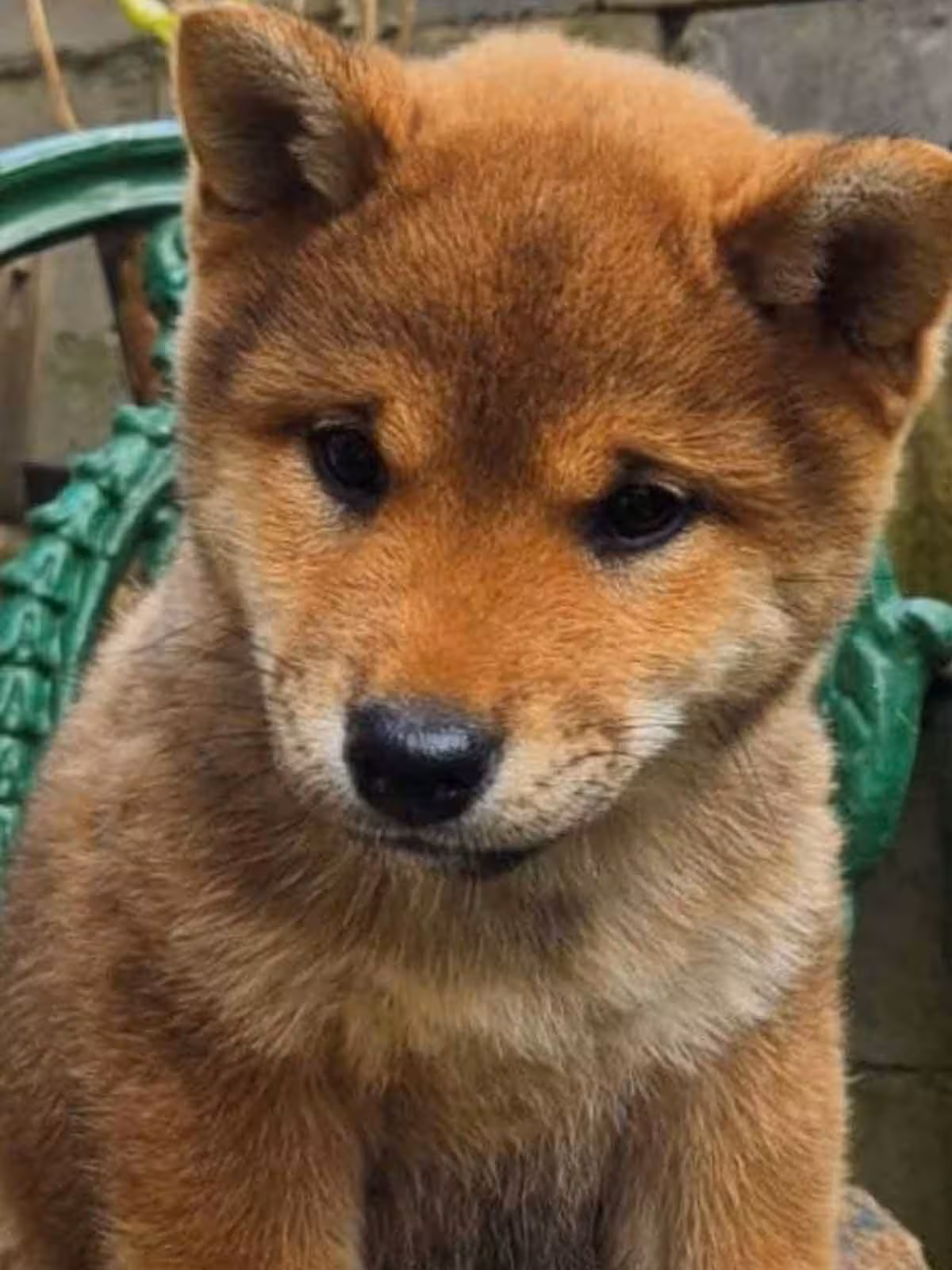 Shiba filhote