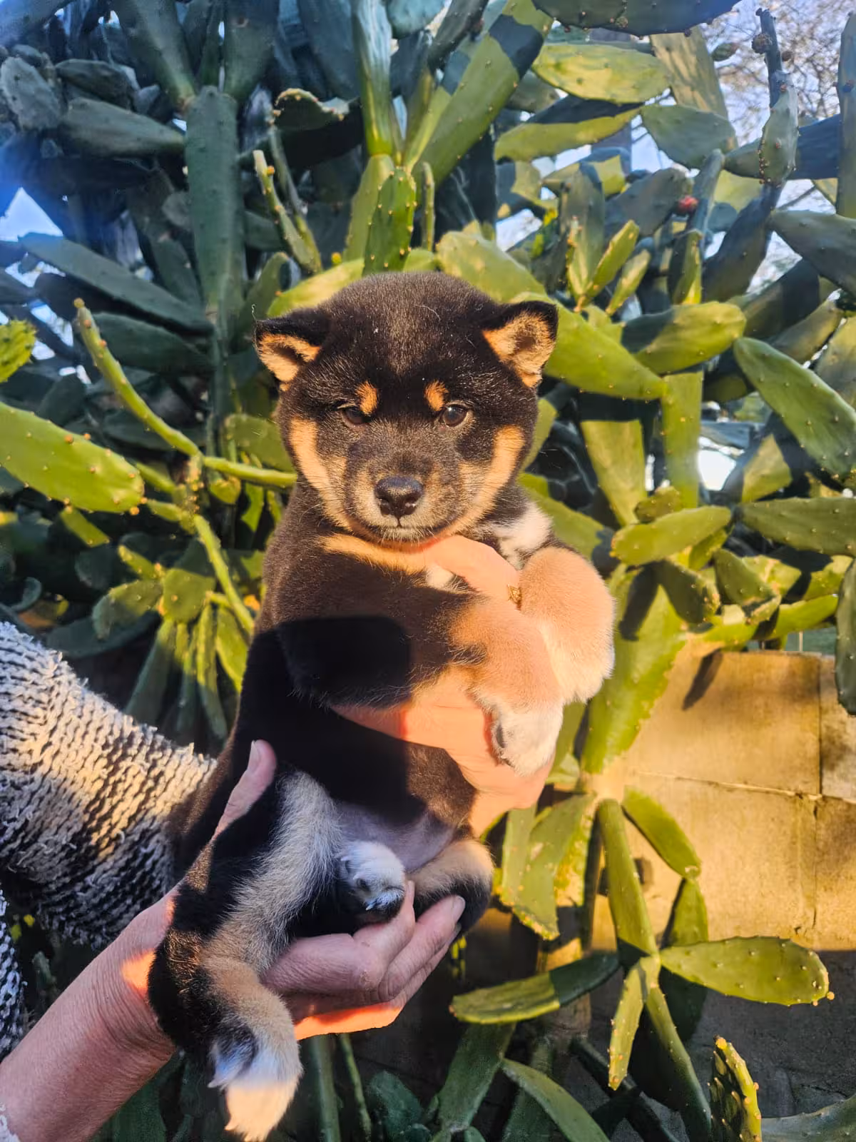 shiba 1